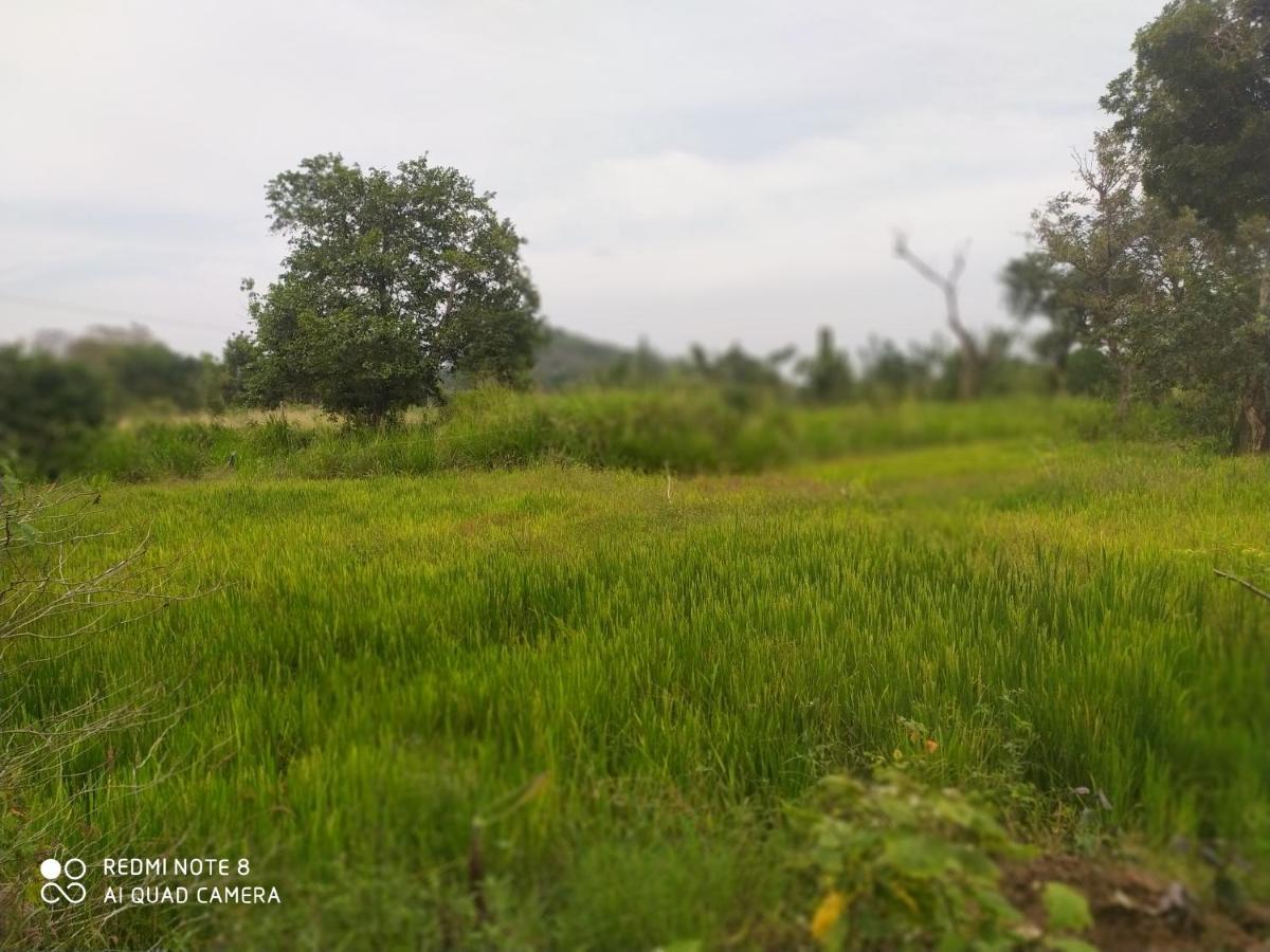 Sigiri Gayani Home Stay Sigiriya Dış mekan fotoğraf